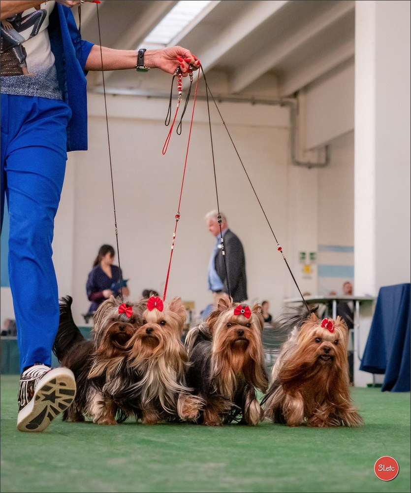Dog Show  🇮🇹  San Marino. Photographe à Strasbourg | Portraits, Studio, Enfants, Événements