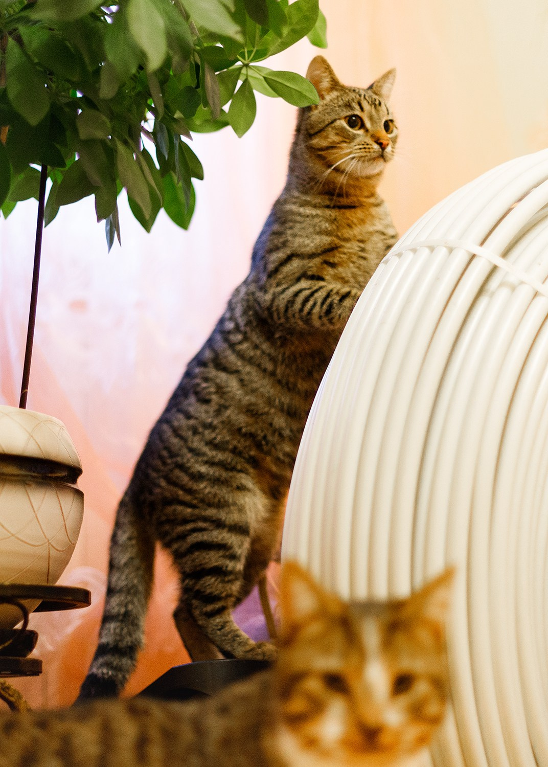 Cats for adoption. Kaja | fotograf we Wrocławiu | ludzie i psy