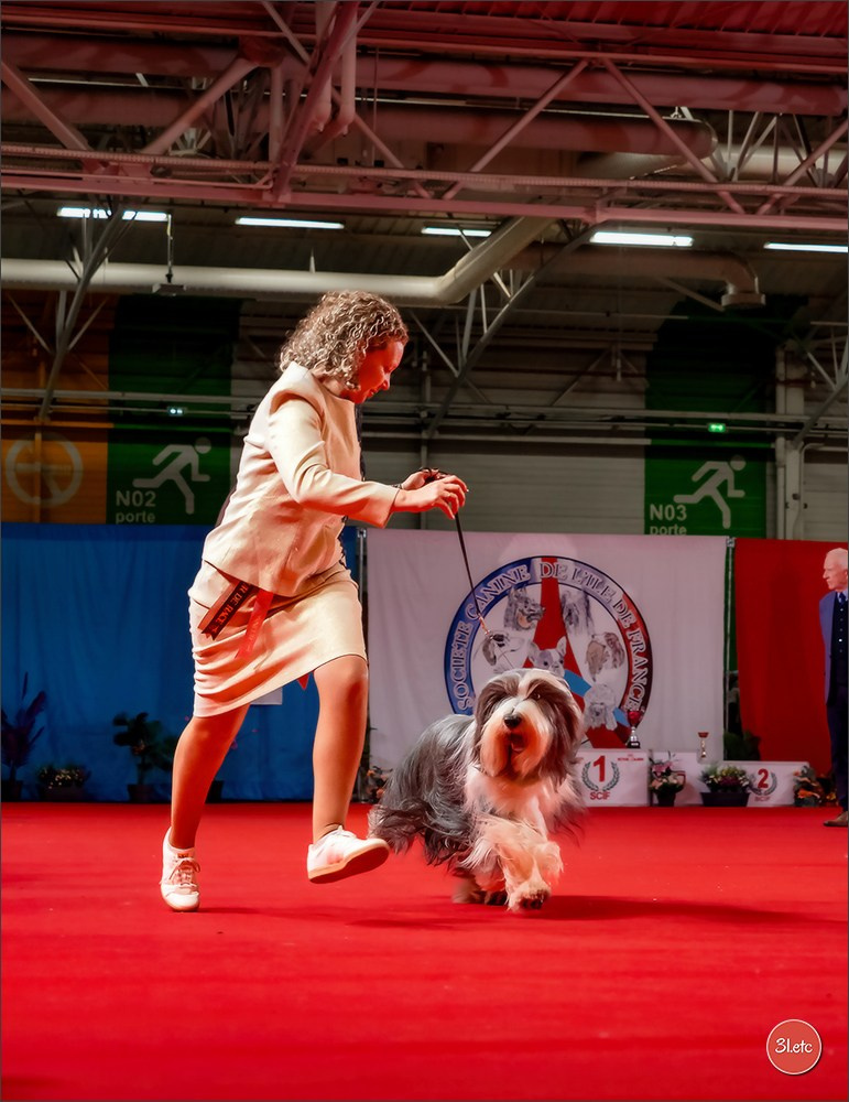 PDS  🇫🇷  Paris Dog Show  🇫🇷  Expo canine  10-11/01/2026. Photographe à Strasbourg | Portraits, Studio, Enfants, Événements