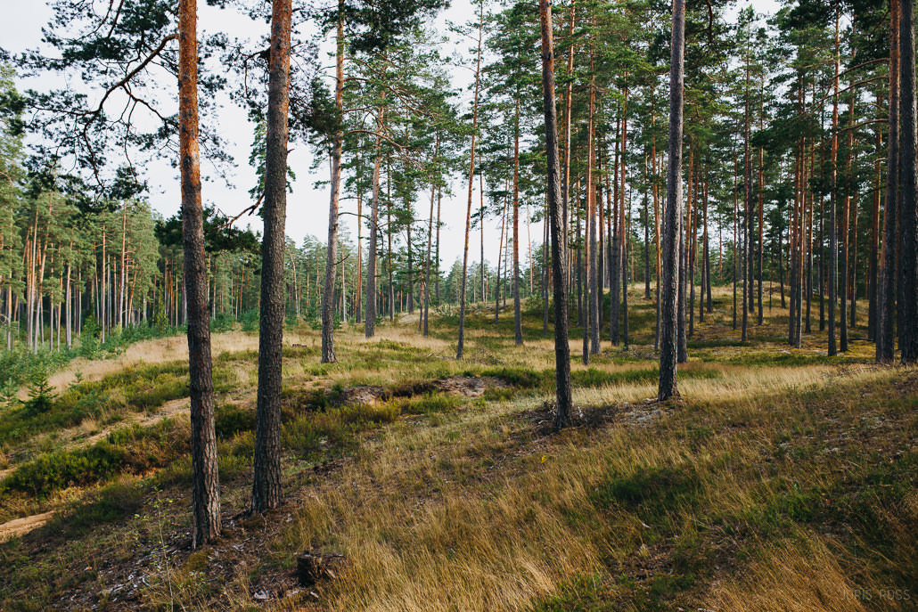 Kāzu diena ar lavandas aromātu Vidzemes lavandu audzētavā un svinības
