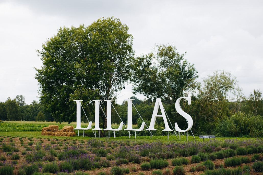 Kāzu diena ar lavandas aromātu Vidzemes lavandu audzētavā un svinības