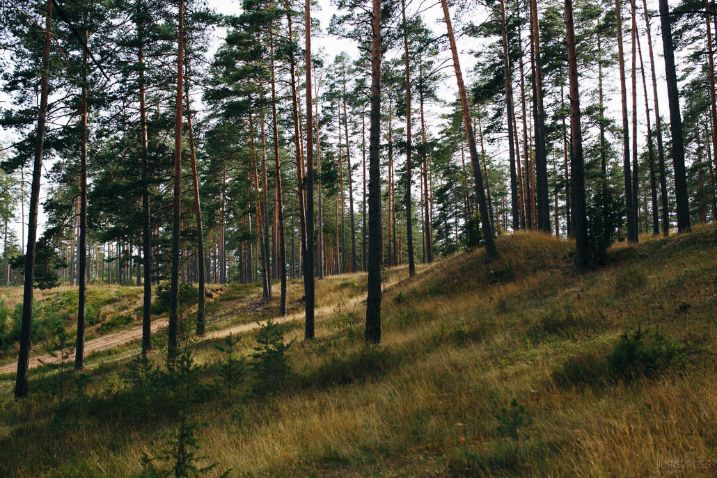 Kāzu diena ar lavandas aromātu Vidzemes lavandu audzētavā un svinības