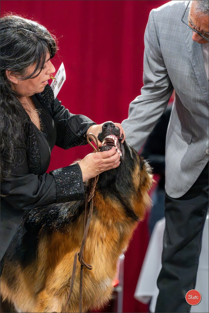 Expo canine 🇲🇨 Monaco 9-10/05/2026. Photographe à Strasbourg | Les animaux, Portraits, Studio, Événements