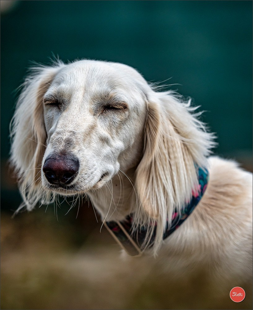 Der Windhund-Rennverein Kurpfalz e.V. (WRV-Kurpfalz) ist ein Windhundverein mit einer wunderschönen Anlage inklusive einer modernen Rasen-Re. Photographe à Strasbourg | Portraits, Studio, Enfants, Événements