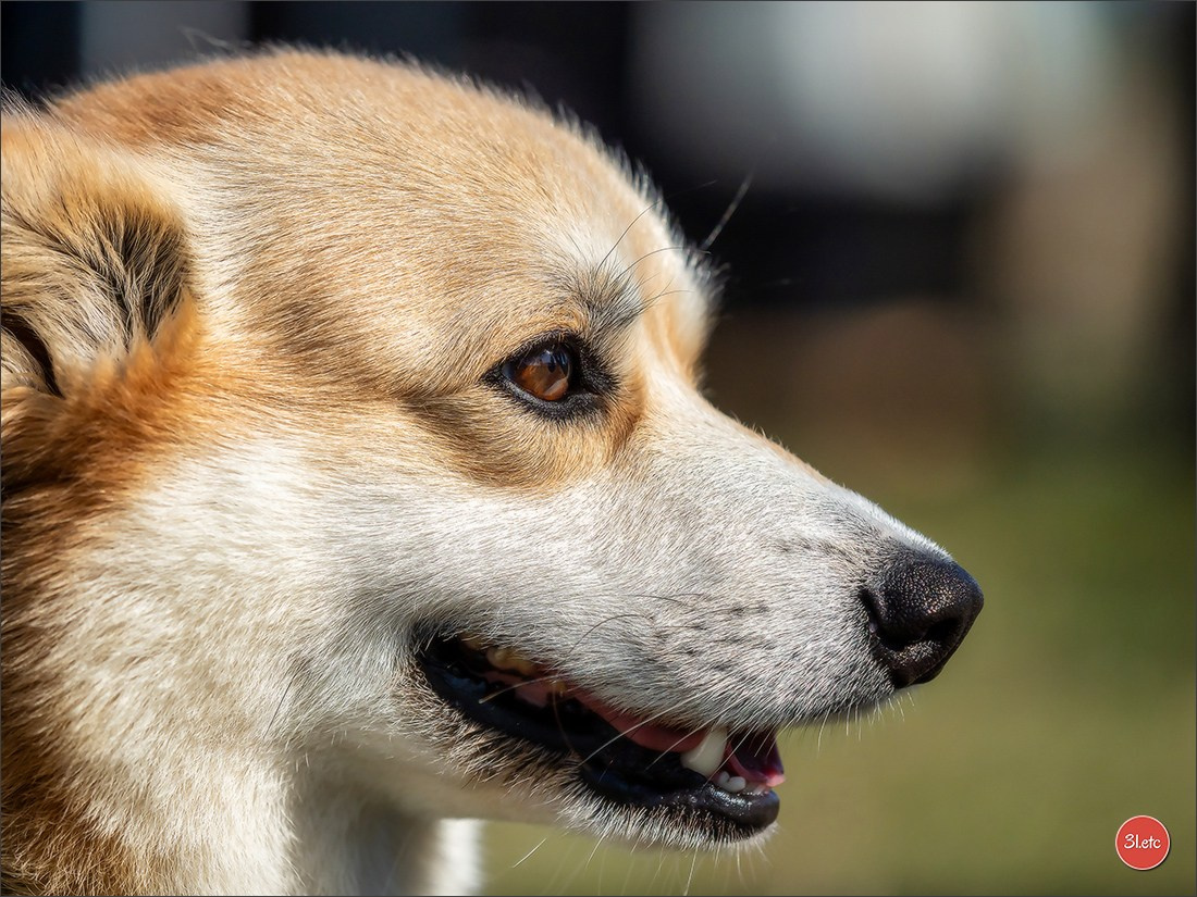 Exposition Canine à  Margny-lès-Compiègne 14-15/09/2024. Photographe à Strasbourg | Portraits, Studio, Enfants, Événements