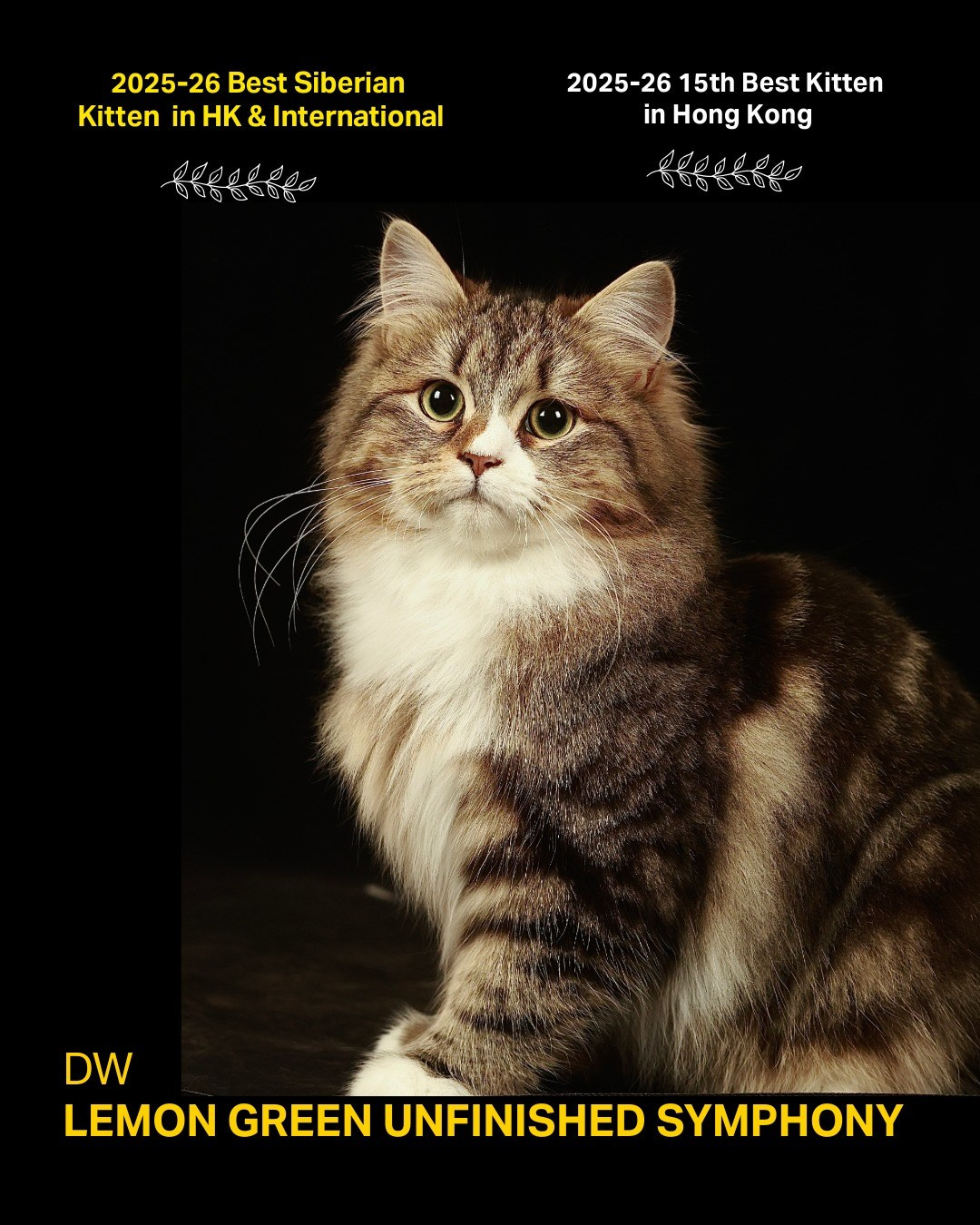 DW Lemon Green Unfinished Symphony  Our young Unfinished Symphony earned the Division Winner title, ranking 15th Best Kitten in Hong Kong. She also achieved Best Siberian Kitten in both Hong Kong and the International Division, becoming the first Siberian kitten from Hong Kong to achieve this distinction at the international level.