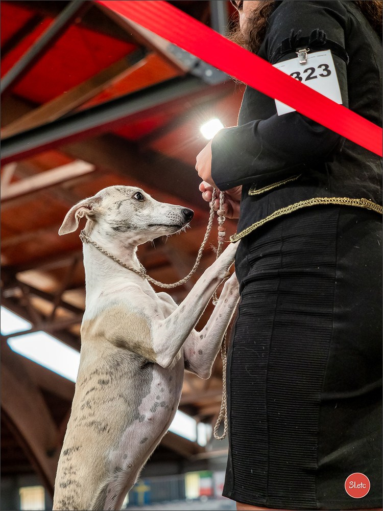 Expo canine 🇫🇷 Poitiers 18-19/10/2025. Photographe à Strasbourg | Portraits, Studio, Enfants, Événements