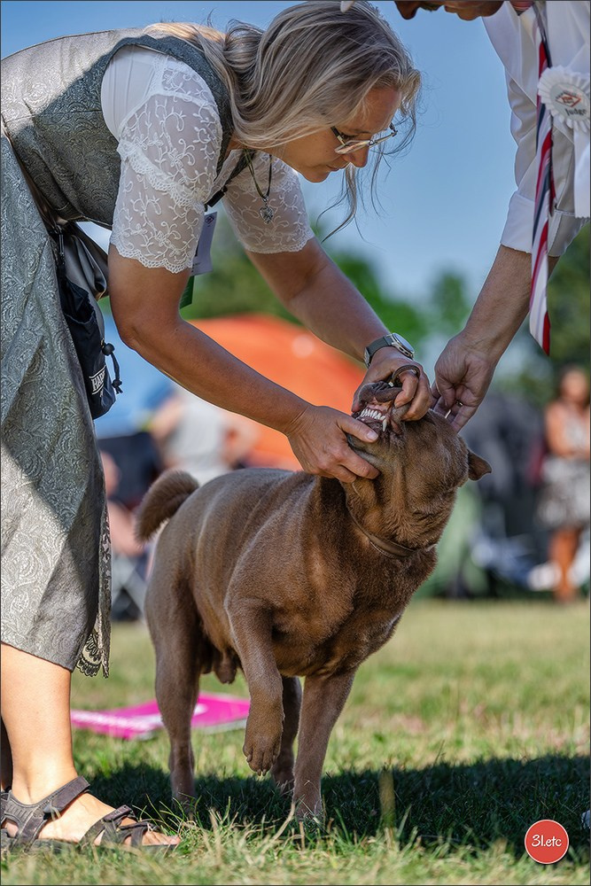 Dog Show - Hallbergmoos 🇩🇪 11-12/07/2026