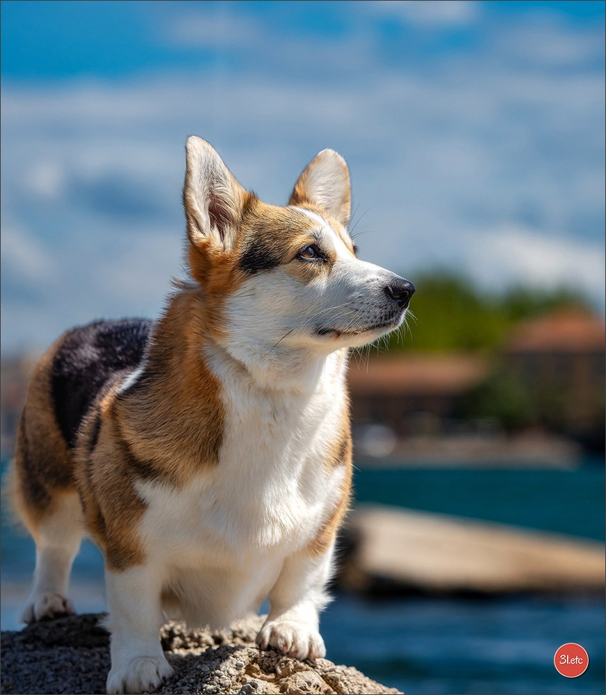 Expo canine 🇫🇷 Martigues  19-20/04/2025. Photographe à Strasbourg | Portraits, Studio, Enfants, Événements