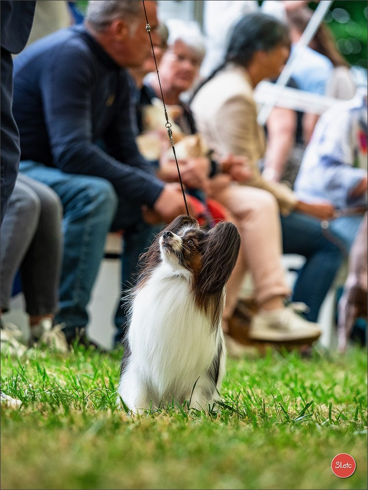 Championnat de France du chien de race  🇫🇷  DIJON (château de Brognon) 7-8/06/2025. Photographe à Strasbourg | Portraits, Studio, Enfants, Événements