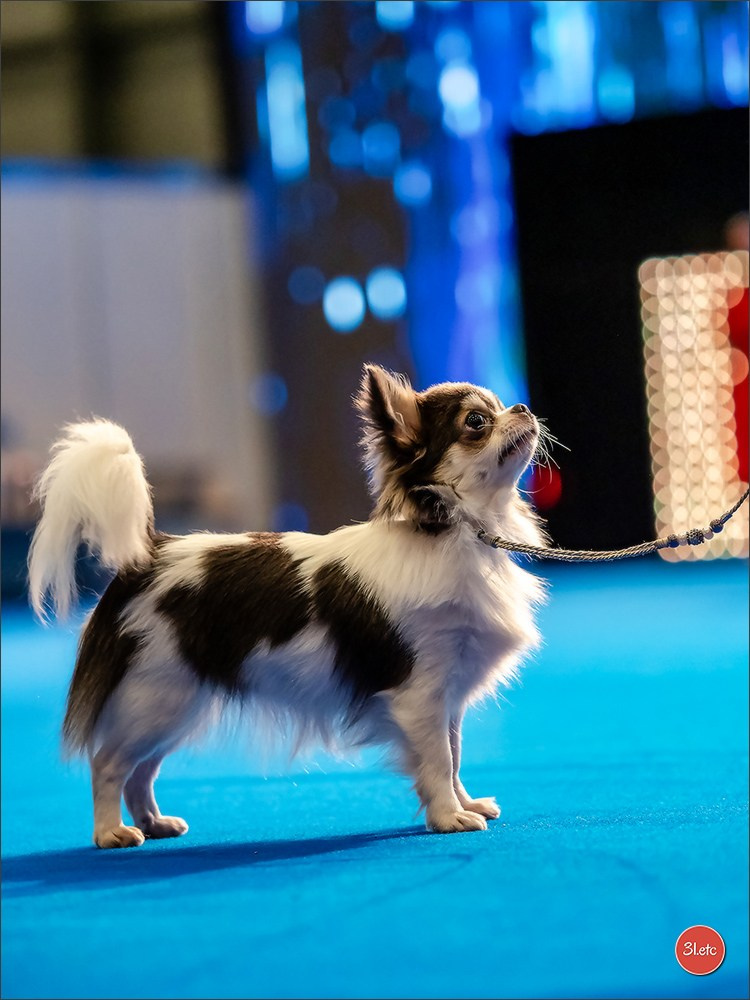 🇨🇭 Geneva Dog Show 15-17/11/2024. Photographe à Strasbourg | Portraits, Studio, Enfants, Événements