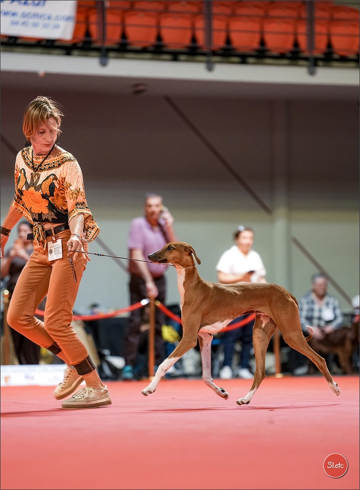 Expo canine 🇫🇷 Martigues 18-19/04/2026