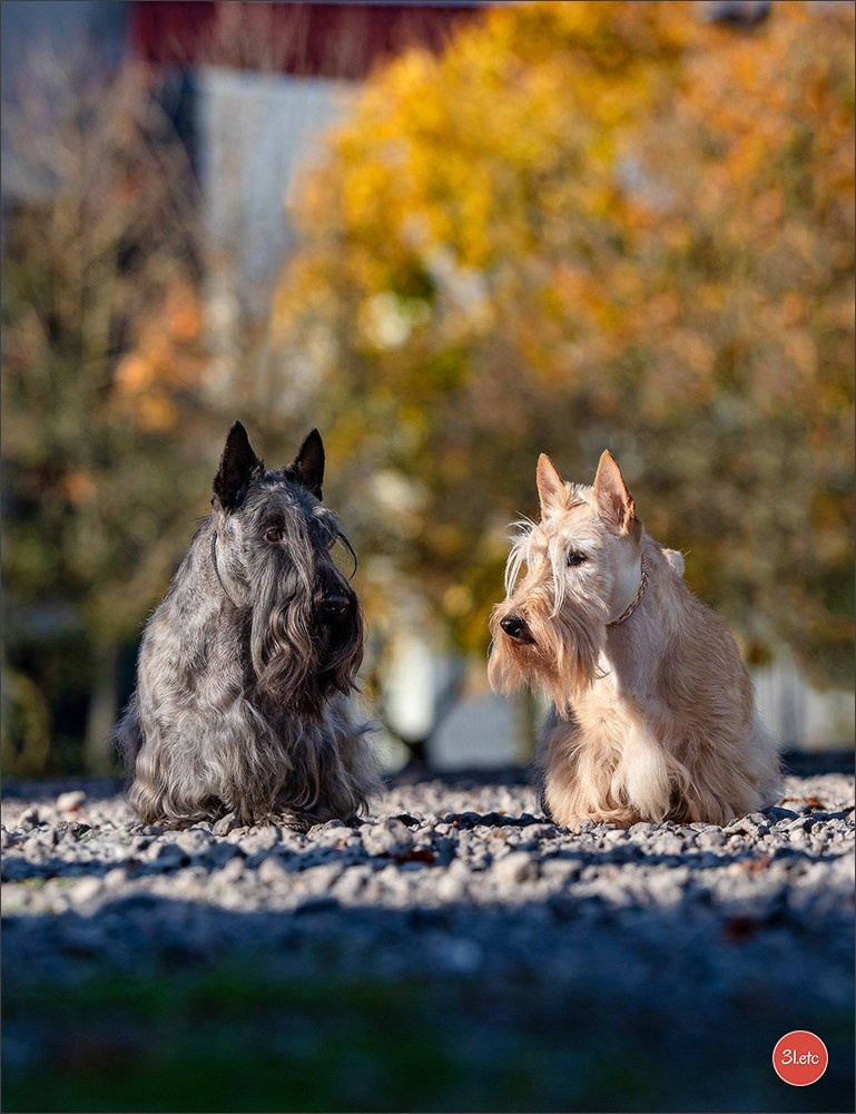 Expo canine  🇫🇷  Metz 08-09/11/2025. Photographe à Strasbourg | Portraits, Studio, Enfants, Événements