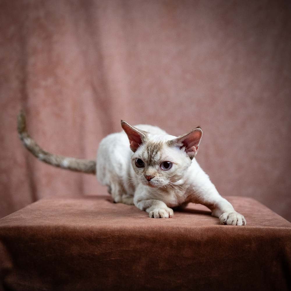Flynn. Devon Rex Pixie Cattery