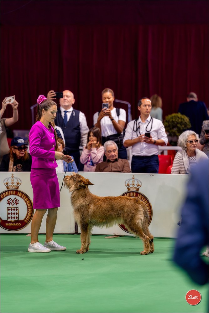 Expo canine 🇲🇨 Monaco 9-10/05/2026. Photographe à Strasbourg | Les animaux, Portraits, Studio, Événements
