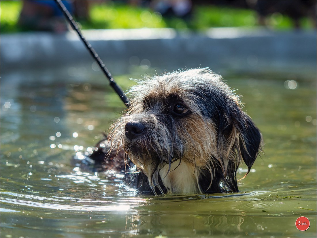 Teckels Parade Strasbourgeoise  Vous pouvez voir le galerie de photos. Photographe à Strasbourg | Portraits, Studio, Enfants, Événements