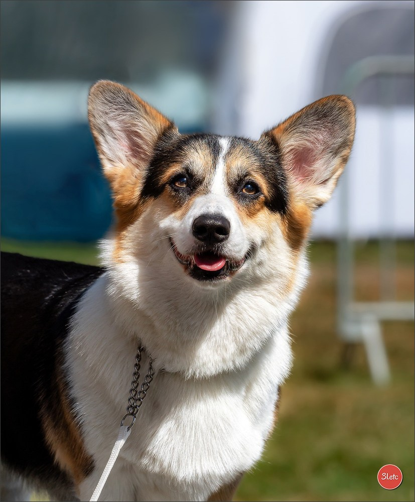 🇫🇷 Romorantin - Exposition Canine Nationale. Photographe à Strasbourg | Portraits, Studio, Enfants, Événements