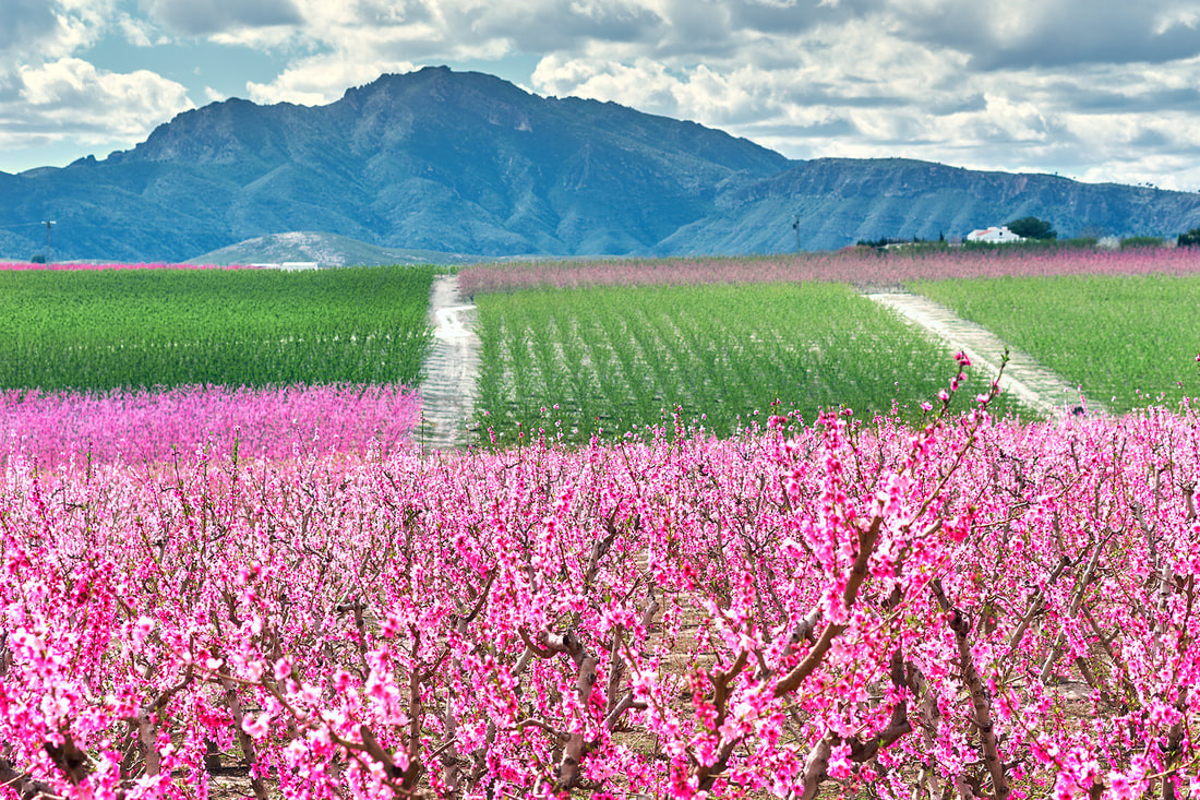 Others. Photographer / Videographer in Spain. Costa Blanca