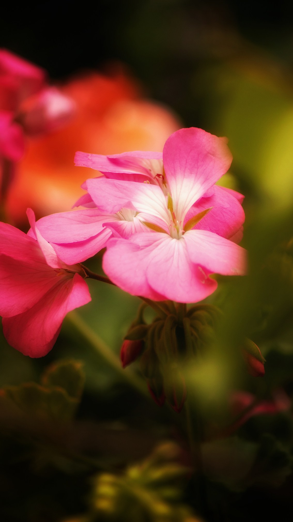 Animales y Naturaleza. Marisol Murillo Fotógrafa profesional en Chimalhuacán, Edo. de México