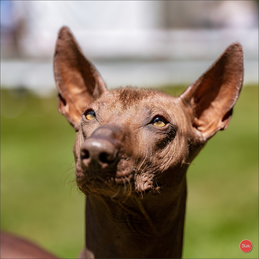 🇫🇷  CHARTRES  🇫🇷  2026  🇫🇷  Exposition Canine Nationale - Château des Boulard