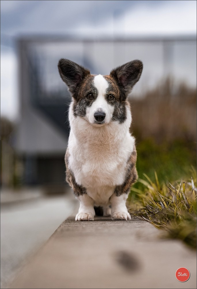 🇱🇺 LUXEMBOURG 🇱🇺 International Dog Show 4-5/04/2026. Photographe à Strasbourg | Portraits, Studio, Enfants, Événements
