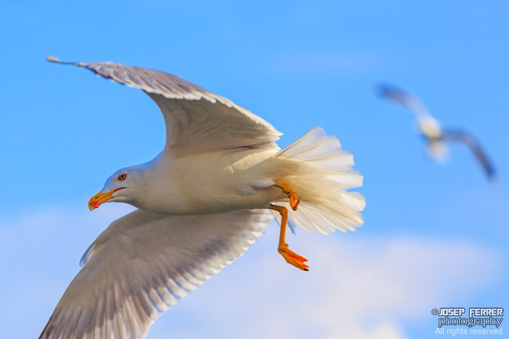 Mediterranean seagull