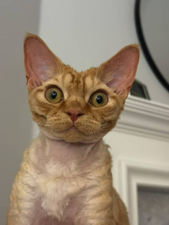 Dorito, boy, born on 06.06.24 SOLD. Devon Rex Pixie Cattery