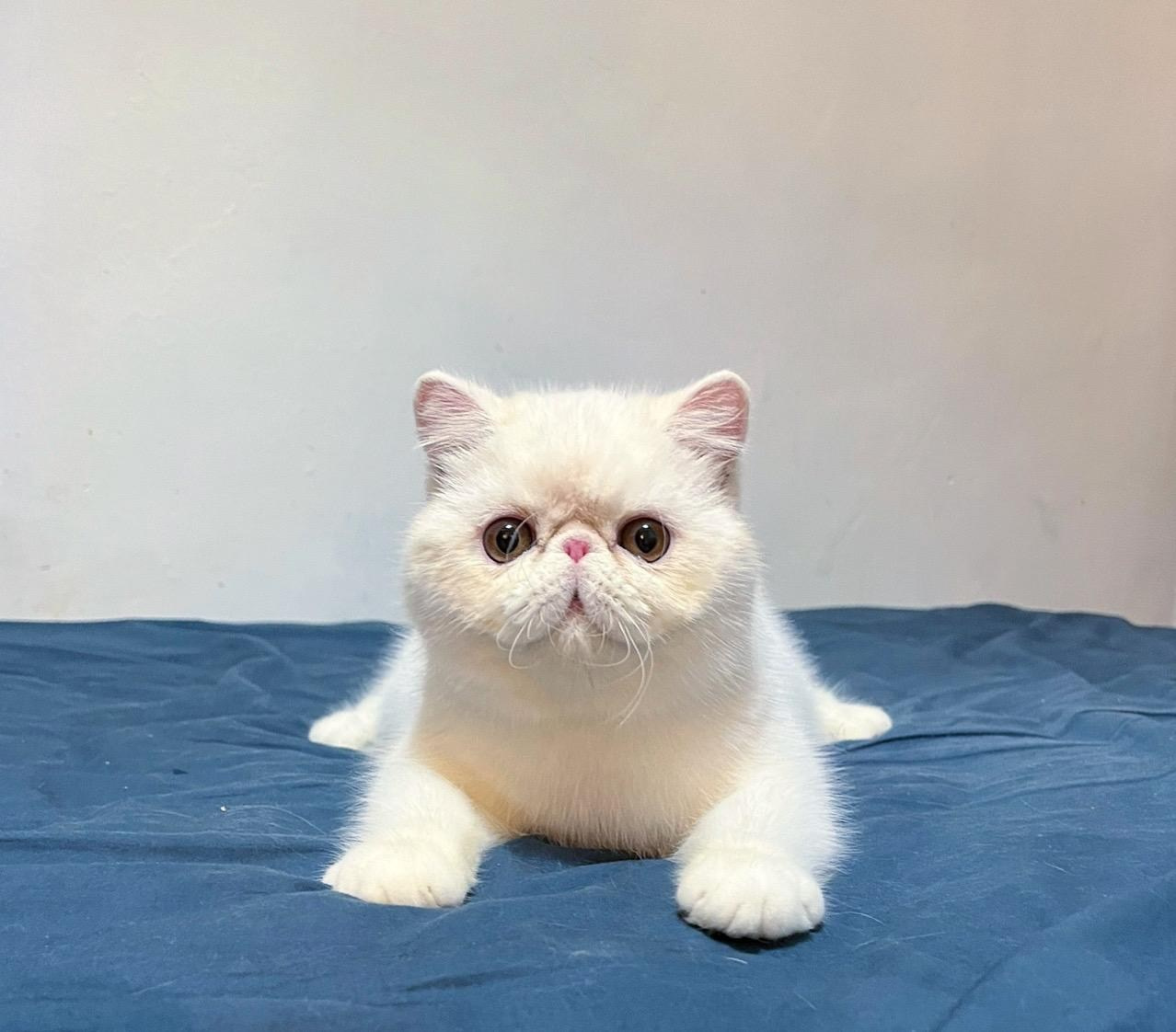 Sire: CH Latin Lover Ivanohe Dam: Arcobaleno Jasmine