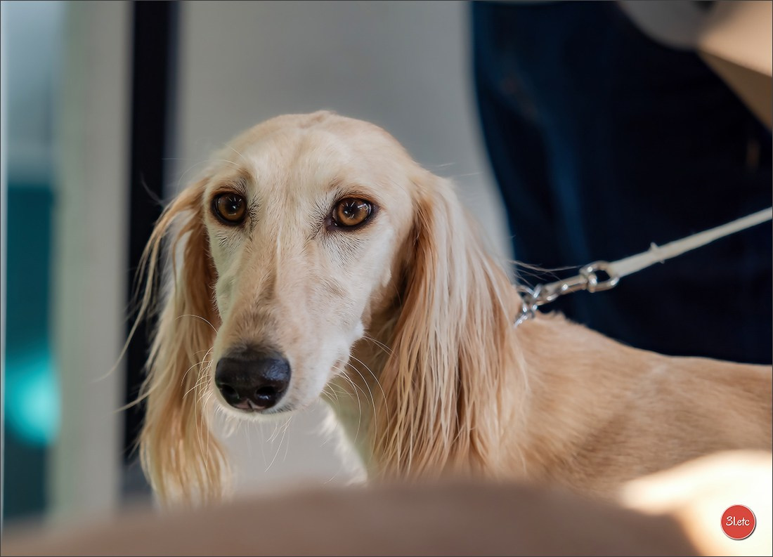 Dog Show  🇮🇹  San Marino. Photographe à Strasbourg | Portraits, Studio, Enfants, Événements