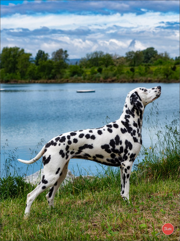Expo canine 🇫🇷 Valence 03-04/05/2025. Photographe à Strasbourg | Portraits, Studio, Enfants, Événements