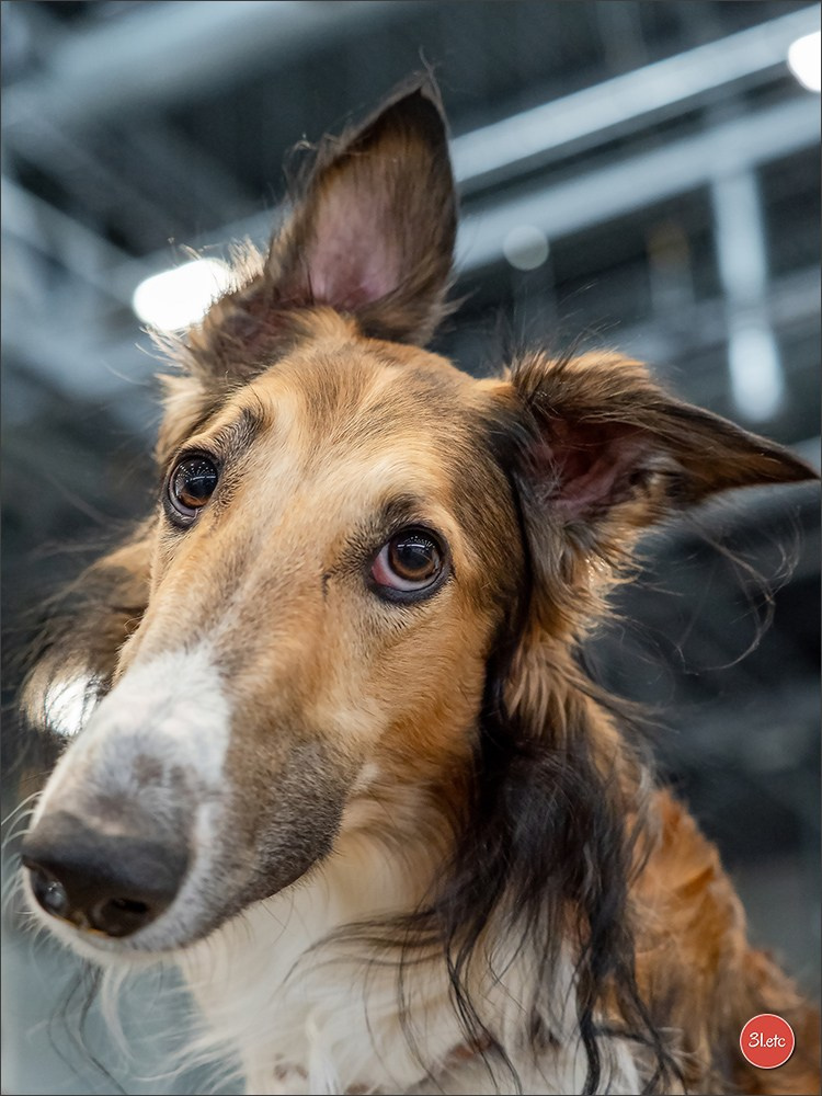 Photographie animalière. Photographe à Strasbourg | Portraits, Studio, Enfants, Événements