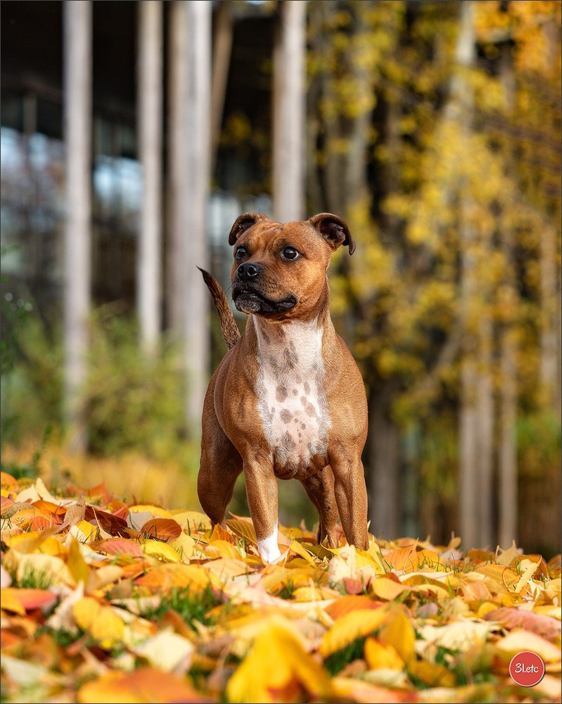 Strasbourg autumn. Photographe à Strasbourg | Portraits, Studio, Enfants, Événements