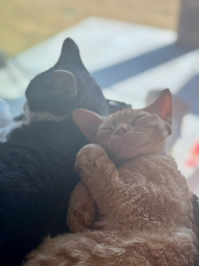 Dorito, boy, born on 06.06.24 SOLD. Devon Rex Pixie Cattery