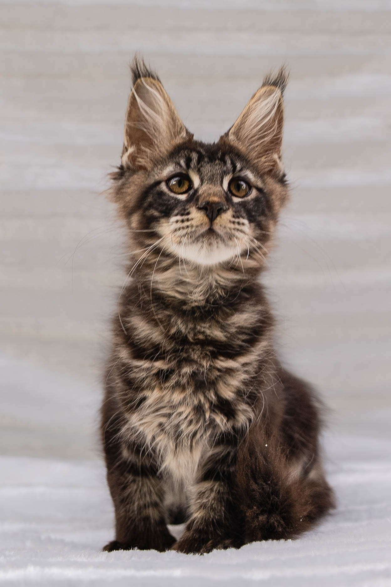 Senator Timber. Senator Cat — Maine Coon cattery