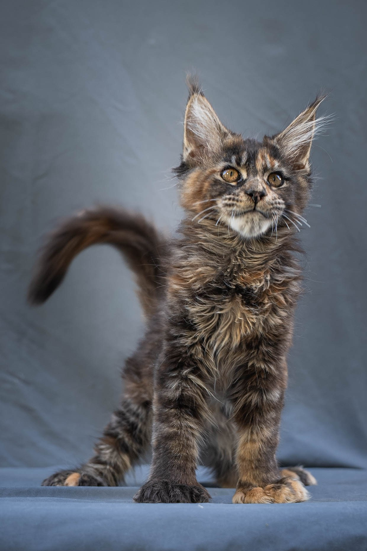 Senator Yara. Senator Cat — Maine Coon cattery