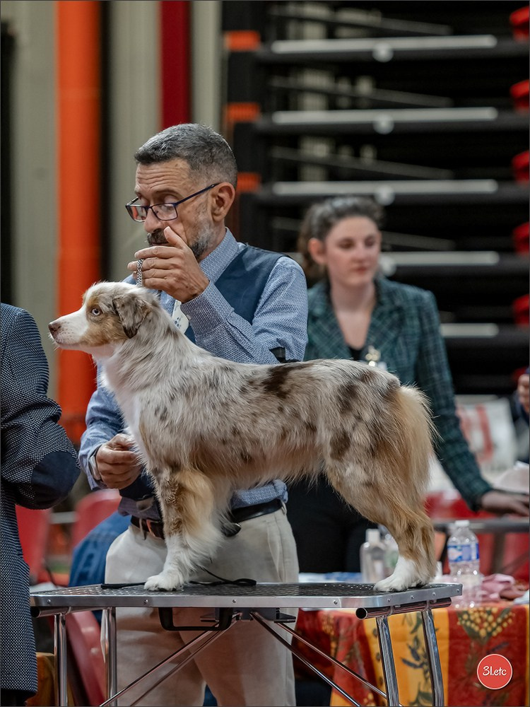 Expo canine 🇫🇷 Martigues  19-20/04/2025. Photographe à Strasbourg | Portraits, Studio, Enfants, Événements