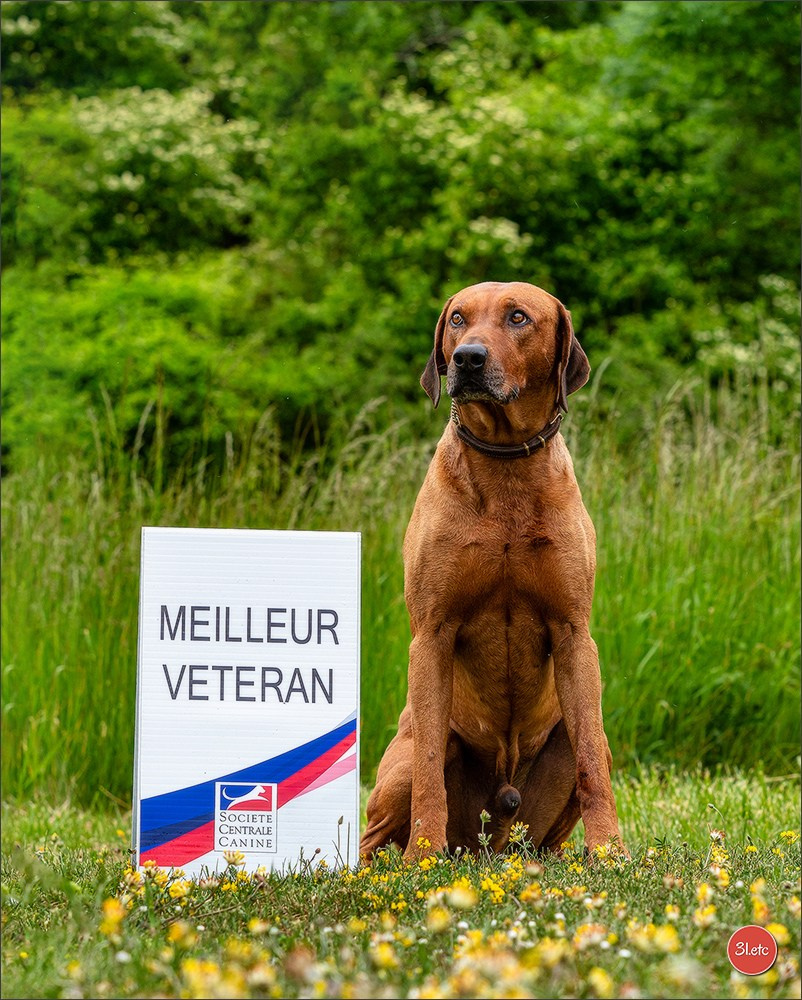 R.E. Rhodesian Ridgeback - Belleau (54) Expo canine Nancy  🇫🇷  24/05/2025. Photographe à Strasbourg | Portraits, Studio, Enfants, Événements