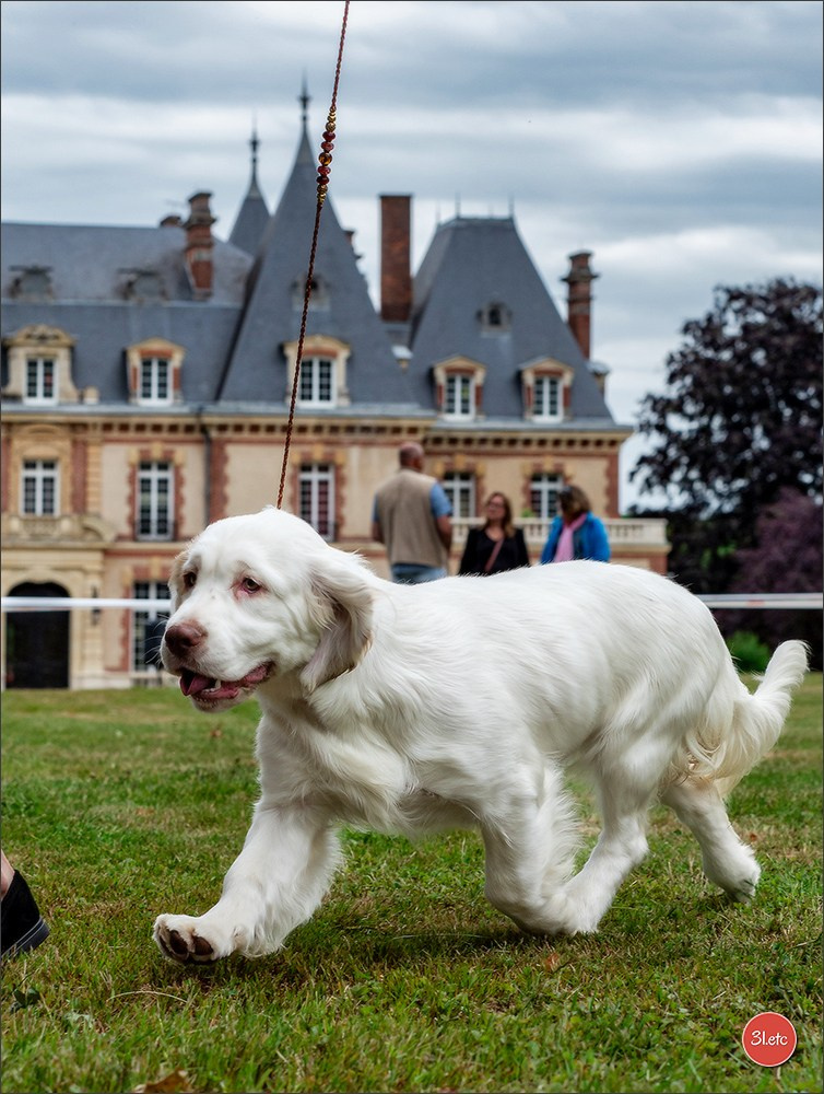 Expo canine Chartres  🇫🇷  15/06/2025. Photographe à Strasbourg | Portraits, Studio, Enfants, Événements