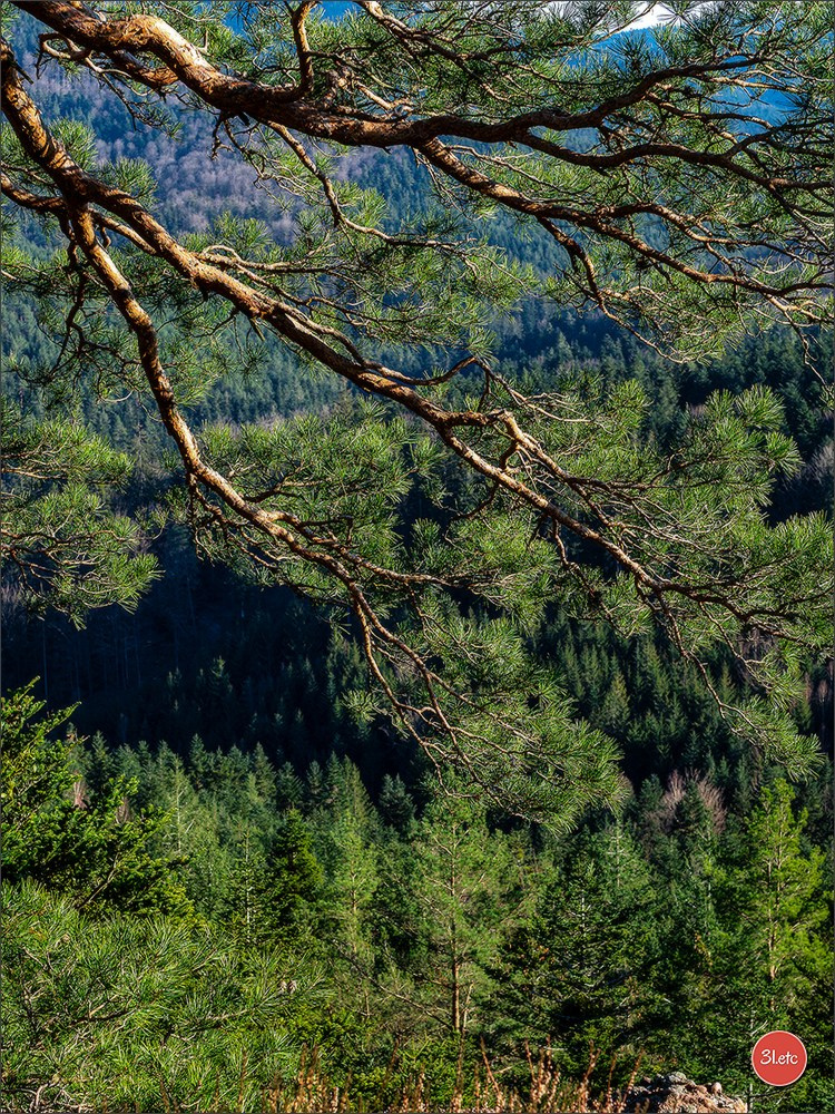 Une forêt, un rocher et un cimetière gallo-romain. Photographe à Strasbourg | Portraits, Studio, Enfants, Événements