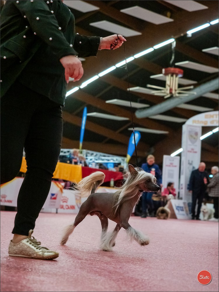 🇫🇷Exposition Canine Internationale de Perpignan. Photographe à Strasbourg | Portraits, Studio, Enfants, Événements