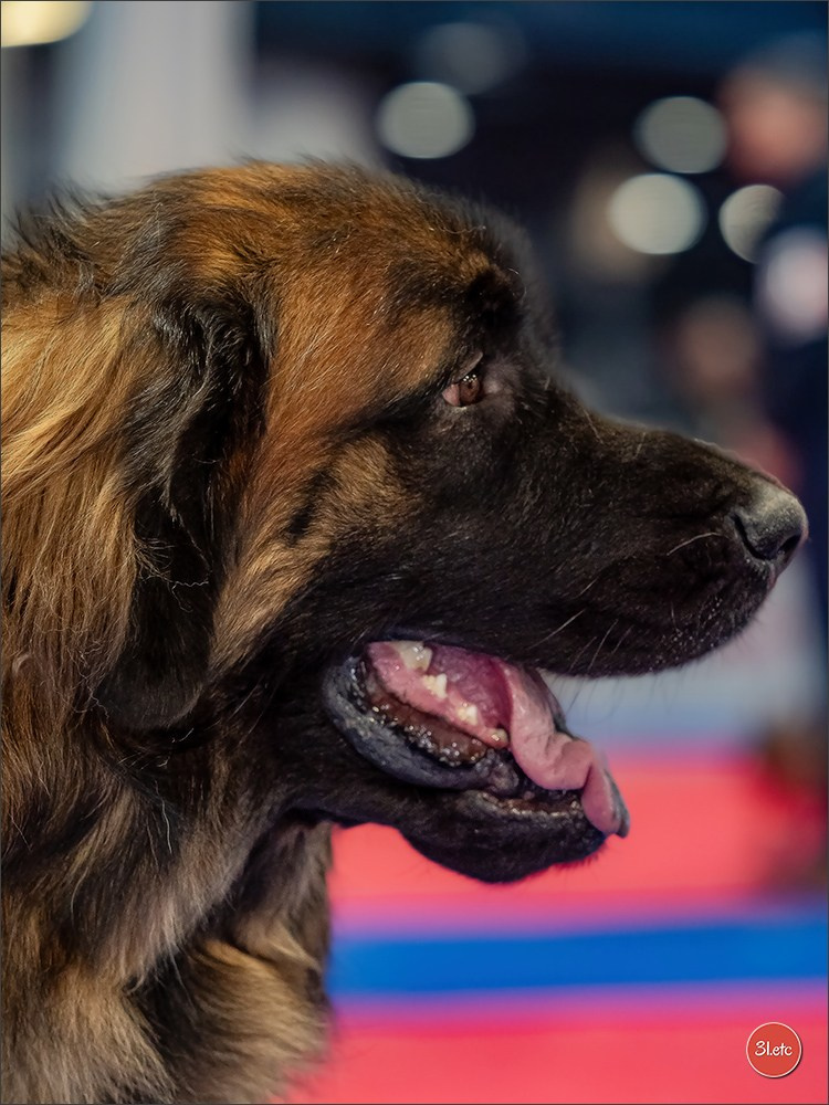 🇫🇷  Angers  🇫🇷  Expo canine  21-22/03/2026. Photographe à Strasbourg | Portraits, Studio, Enfants, Événements
