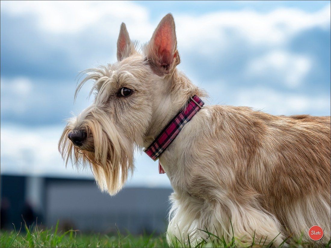 Exposition Canine à  Margny-lès-Compiègne 14-15/09/2024. Photographe à Strasbourg | Portraits, Studio, Enfants, Événements