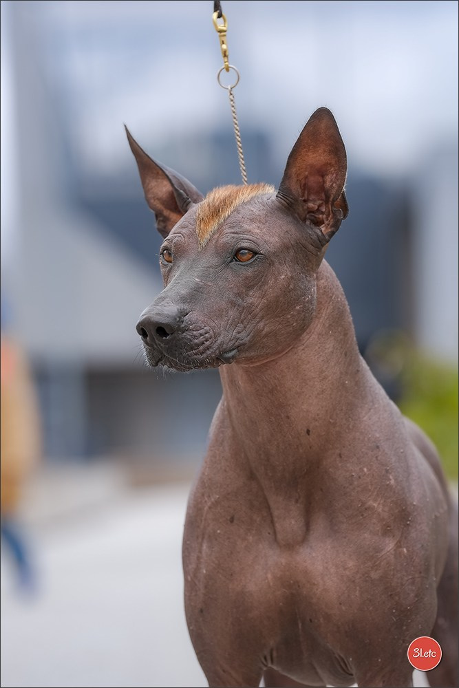 🇱🇺 LUXEMBOURG 🇱🇺 International Dog Show 4-5/04/2026. Photographe à Strasbourg | Portraits, Studio, Enfants, Événements