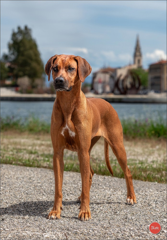 Expo canine 🇫🇷 Martigues  19-20/04/2025. Photographe à Strasbourg | Portraits, Studio, Enfants, Événements