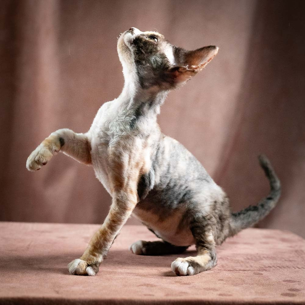Polly, girl, born 02.11.26. Devon Rex Pixie Cattery
