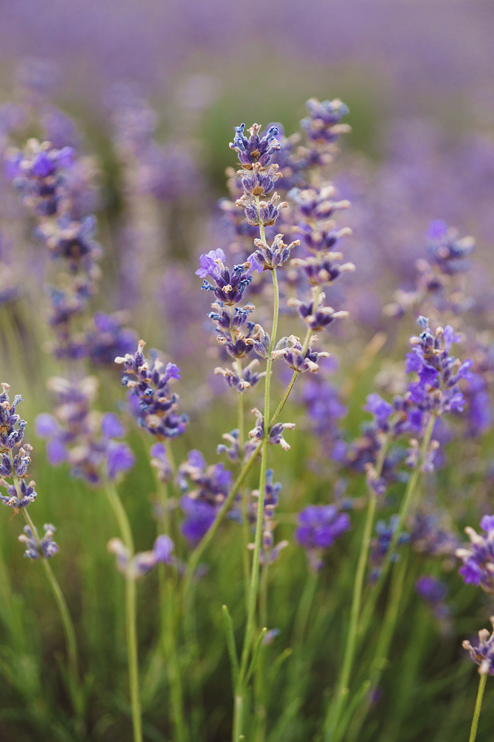 Alena. Fotograf in Bulgarien Katerina Zubkova