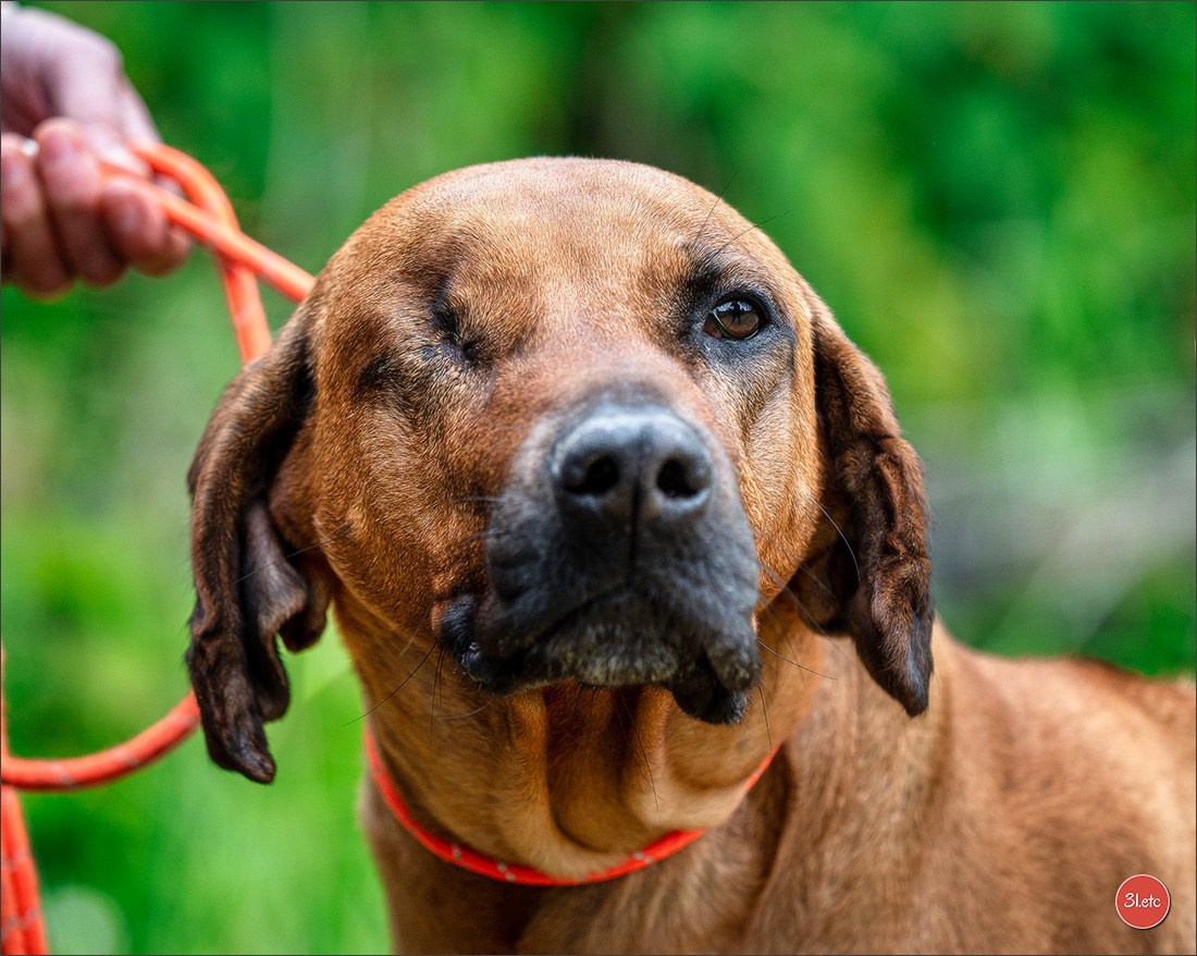 R.E. Rhodesian Ridgeback - Belleau (54) Expo canine Nancy  🇫🇷  24/05/2025. Photographe à Strasbourg | Portraits, Studio, Enfants, Événements