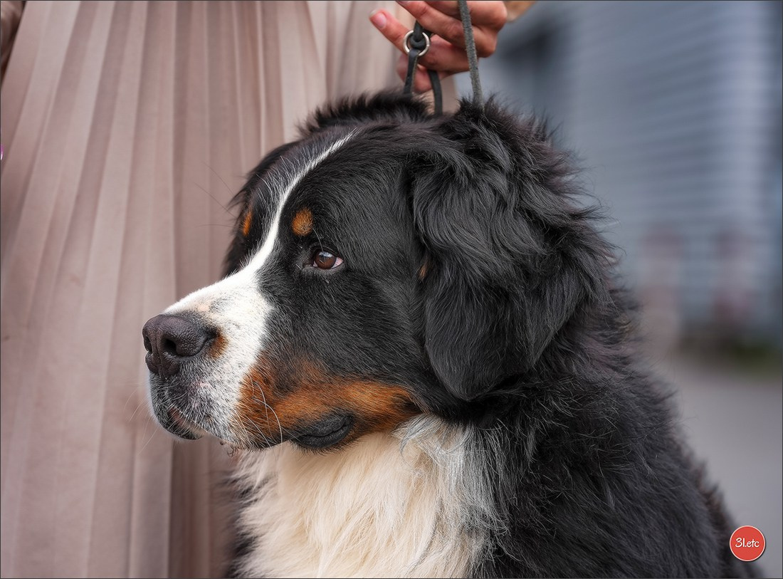 🇱🇺 LUXEMBOURG 🇱🇺 International Dog Show 4-5/04/2026. Photographe à Strasbourg | Portraits, Studio, Enfants, Événements