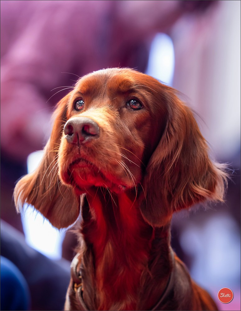 Exposition Canine à  Margny-lès-Compiègne 14-15/09/2024. Photographe à Strasbourg | Portraits, Studio, Enfants, Événements