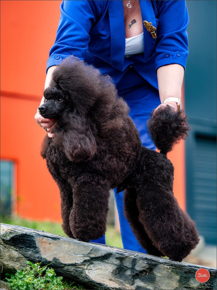 Expo canine  🇫🇷  Angers  22-23/03/2025. Photographe à Strasbourg | Portraits, Studio, Enfants, Événements